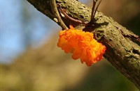 Gele trilzwam (Tremella mesenterica), Gele Trilzwam