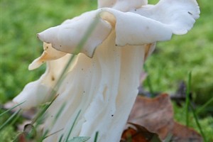 Witte Kluifzwam (Helvella Crispa)