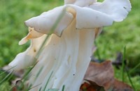 Witte Kluifzwam (Helvella Crispa)