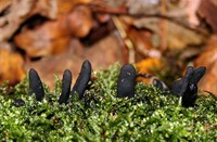 Houtknotszwam (Xylaria polymorpha)