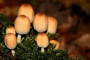 Gewone glimmerinktzwam (Coprinellus truncorum)