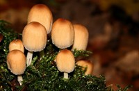 Gewone glimmerinktzwam (Coprinellus truncorum)