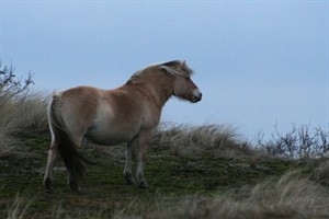 Fjord in de duinen