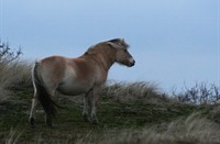 Fjord in de duinen, Fjord 