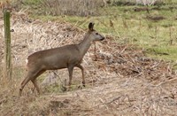 Reegeit in de Biesbosch