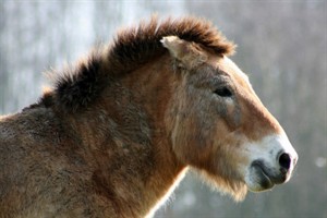 Przewalskipaard