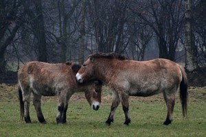 Przewalskipaarden