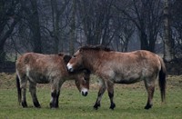 Przewalskipaarden