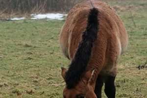 Przewalskipaard aan het grazen