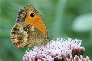 Oranje zandoogje (Pyronia tithonus)