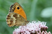 Oranje zandoogje (Pyronia tithonus), Oranje Zandoogje