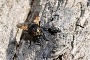 Schorsvlieg (Mesembrina meridiana)