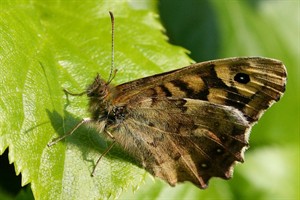 Bont zandoogje (Pararge aegeria)