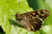 Bont zandoogje (Pararge aegeria), Bont Zandoogje