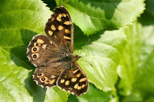 Bont zandoogje (Pararge aegeria)