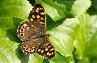 Bont zandoogje (Pararge aegeria), Bont Zandoogje