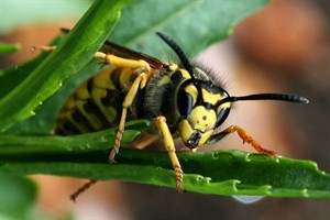 Duitse wesp (Vespula germanica)