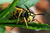 Duitse wesp (Vespula germanica), Duitse Wesp