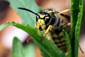 Duitse wesp (Vespula germanica)