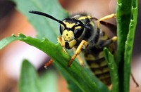 Duitse wesp (Vespula germanica), Duitse Wesp