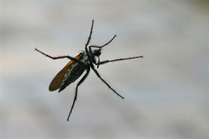 Grote dansvlieg (Empis tesselata)