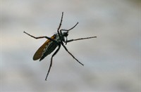 Grote dansvlieg (Empis tesselata), Grote Dansvlieg