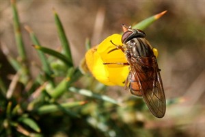 Snuitvlieg (Rhingia campestris)