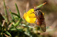 Snuitvlieg (Rhingia campestris), Heemtuin Rucphen, Gewone Snuitvlieg