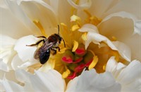 Zandbij snoept van Pioenroos , Zandbij spec.