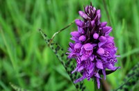 Rietorchis, Heemtuin Rucphen, Rietorchis 