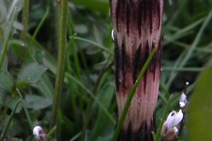 Heermoes (Equisetum arvense)