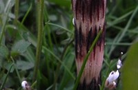 Heermoes (Equisetum arvense), Heermoes