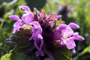 Paarse dovenetel (Lamium purpureum)