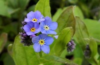 Vergeet-mij-nietje (Myosotis), Vergeet-mij-nietje 