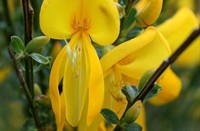 Brem (Cytisus scoparius), Heemtuin Rucphen, Brem