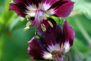 Donkere ooievaarsbek (Geranium phaeum)