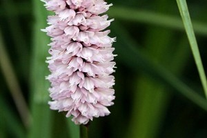 Adderwortel (Persicaria bistorta)