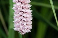 Adderwortel (Persicaria bistorta), Heemtuin Rucphen, Adderwortel