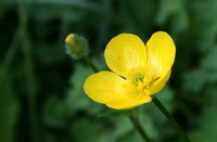 Boterbloempje, Heemtuin Rucphen, Boterbloempje