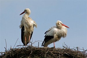 Ooievaarskoppel op het nest