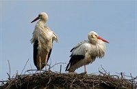 Ooievaarskoppel op het nest