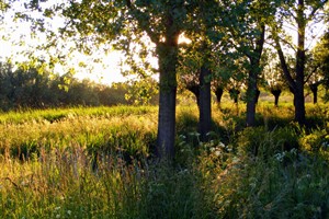 avondzon Zouweboezem