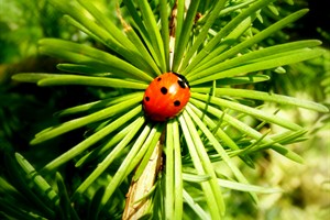 zonnebakken op jonge larix