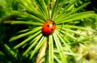 zonnebakken op jonge larix