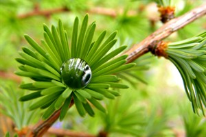 waterdruppel op jonge larix