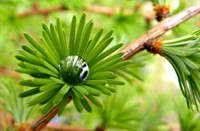 waterdruppel op jonge larix