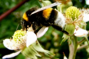 bezige hommel op braambloesem