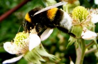 bezige hommel op braambloesem