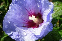 hibiscus na rgenbui