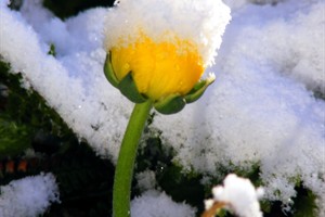 ranonkel in sneeuw